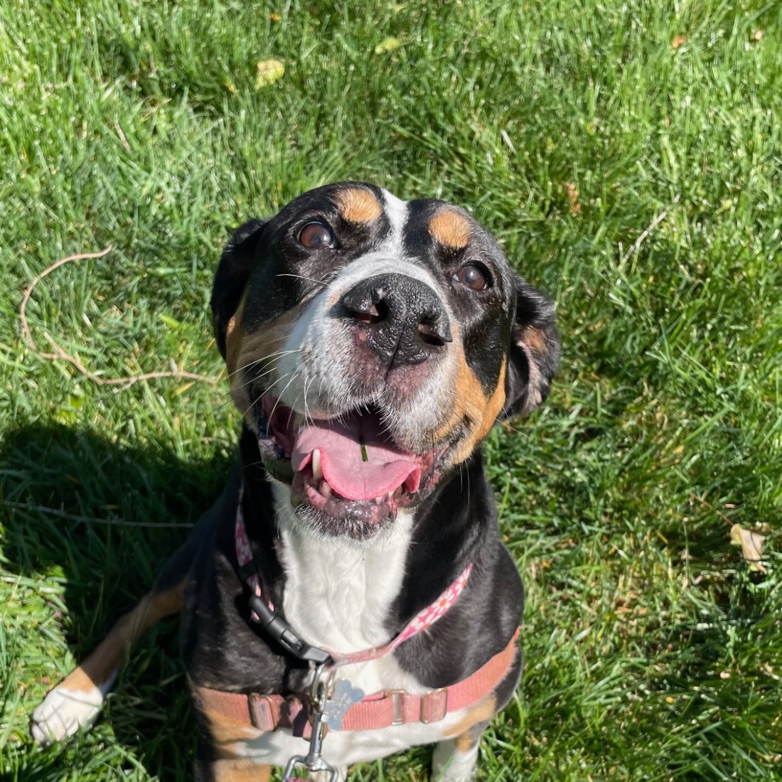 Lola, a Greater Swiss Mountain dog, sitting in the grass looking up at the camera